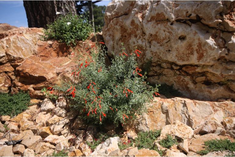 Epilobium canum 'Western Hills' -610