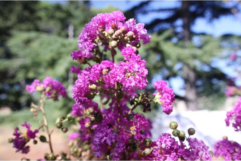 Lagerstroemia indica 'Pecharmant' -658