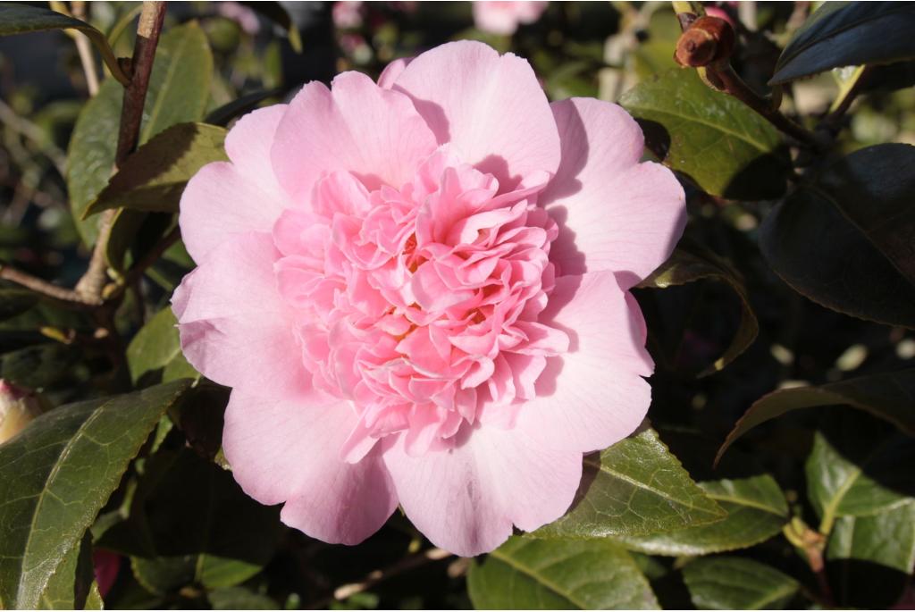 Japanse Camellia 'Ballet Queen'