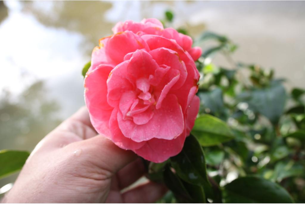 Japanse Camellia 'Benibotan'