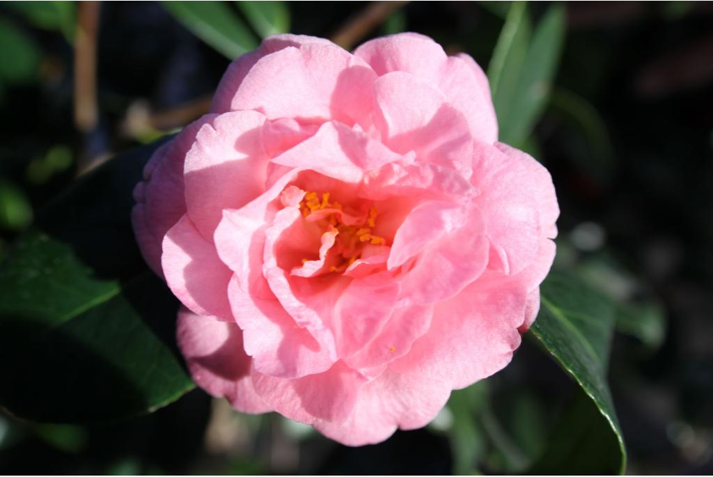 Japanse Camellia 'Betty Sheffield Supreme'