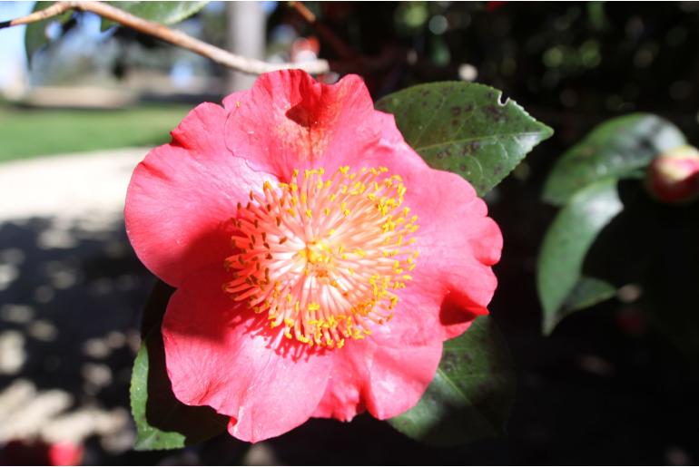 Camellia japonica 'Higo Rot' -663