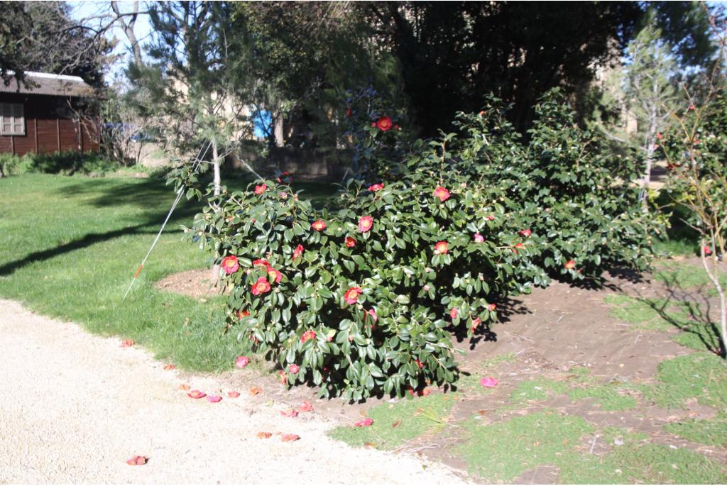 Japanse Camellia 'Hiodoshi'