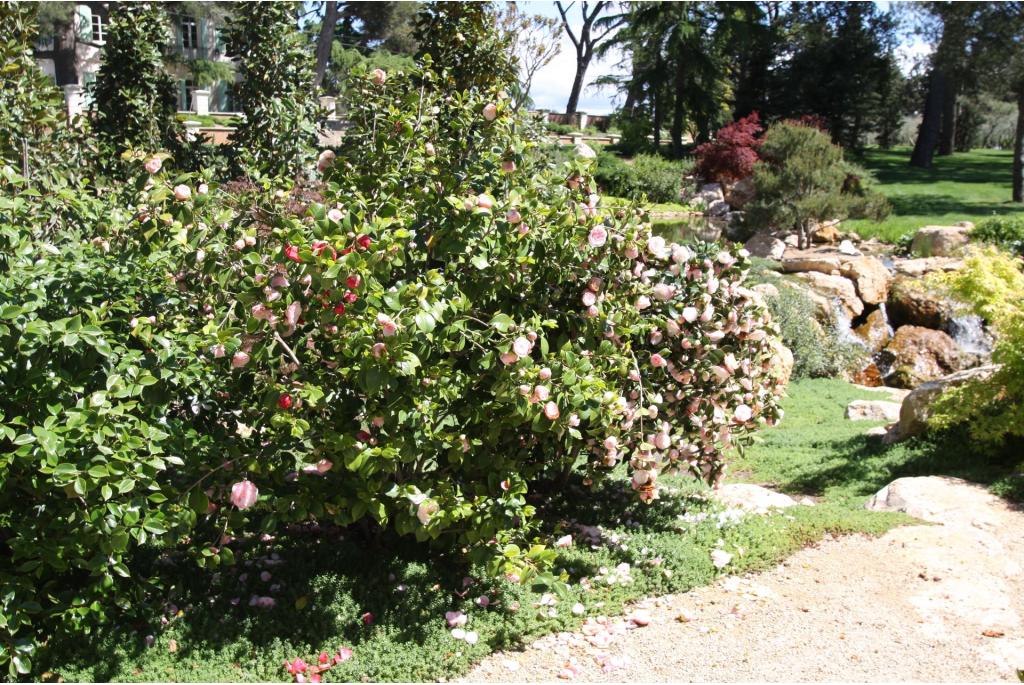 Japanse Camellia 'William Maggi'