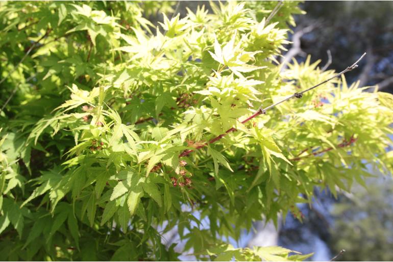 Acer palmatum 'Seiryu' -667