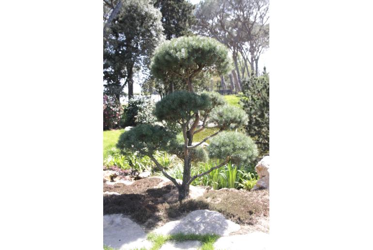 Pinus sylvestris 'Watereri' -671