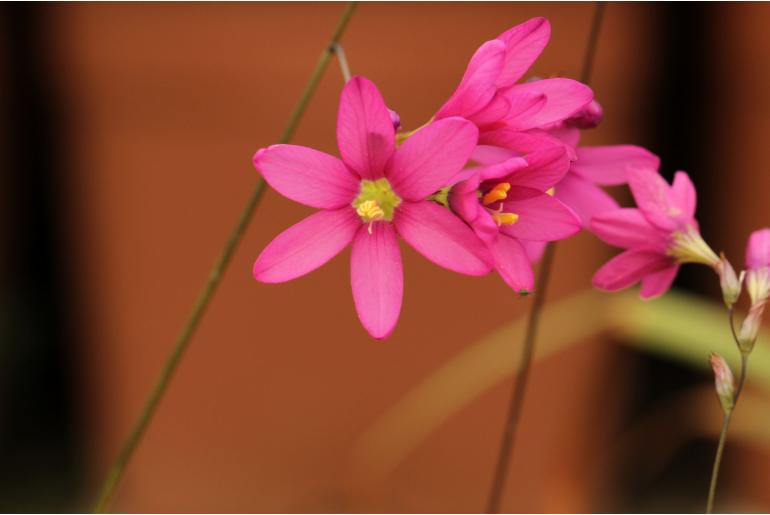 Ixia latifolia -674