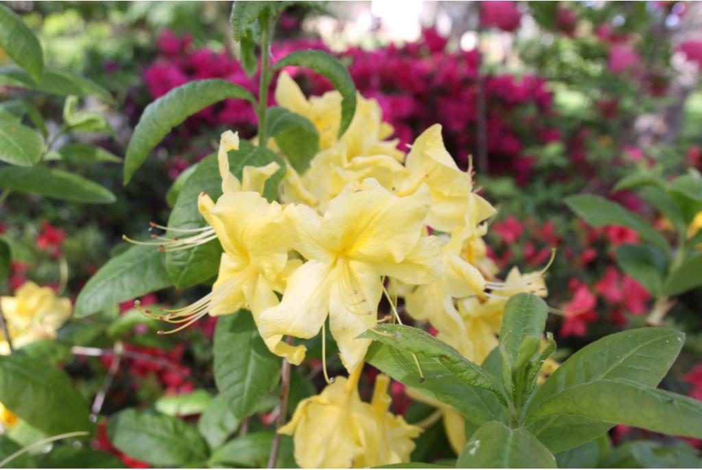 Chinese azalea 'Anneke'