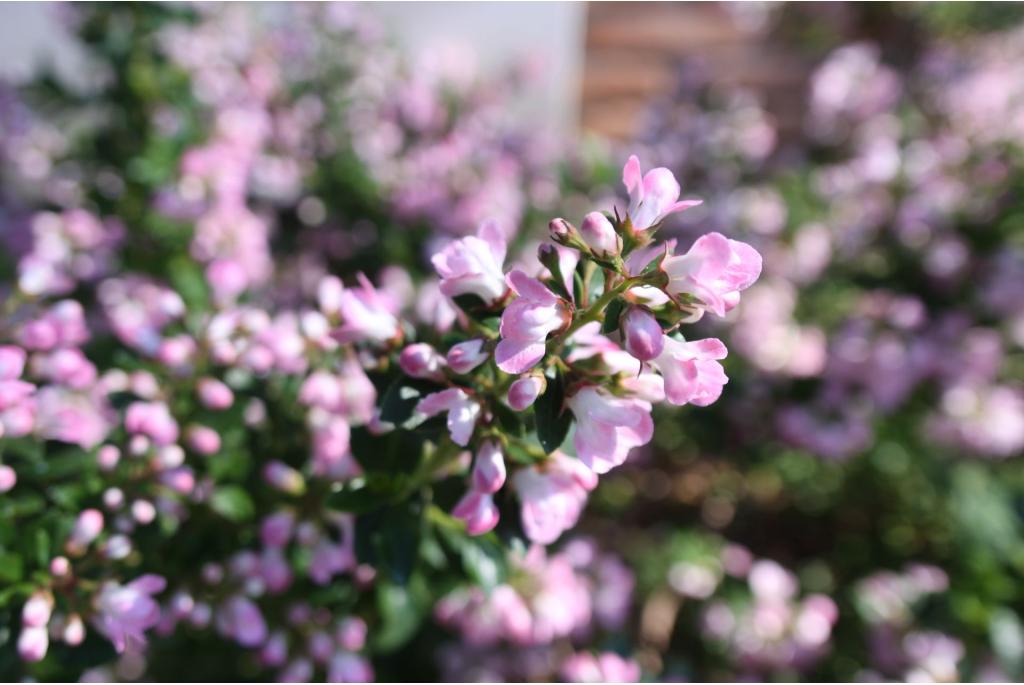 Escallonia 'Apple Blossom'