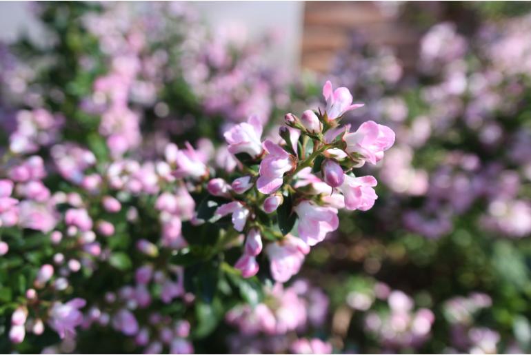 Escallonia 'Apple Blossom' -713