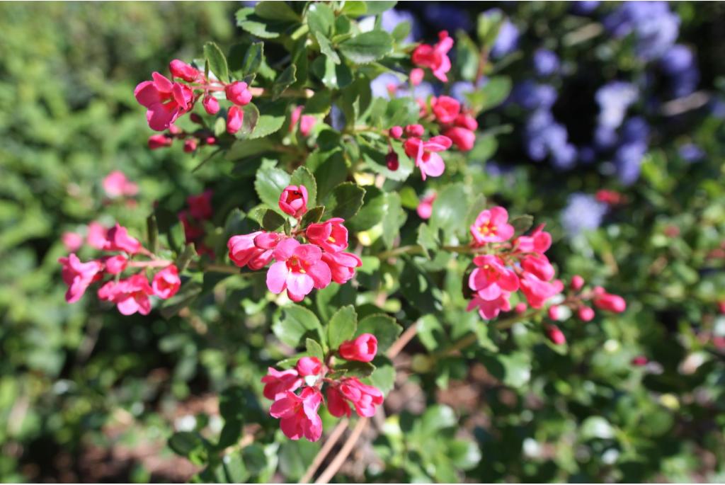 Escallonia 'Donard Radiance'