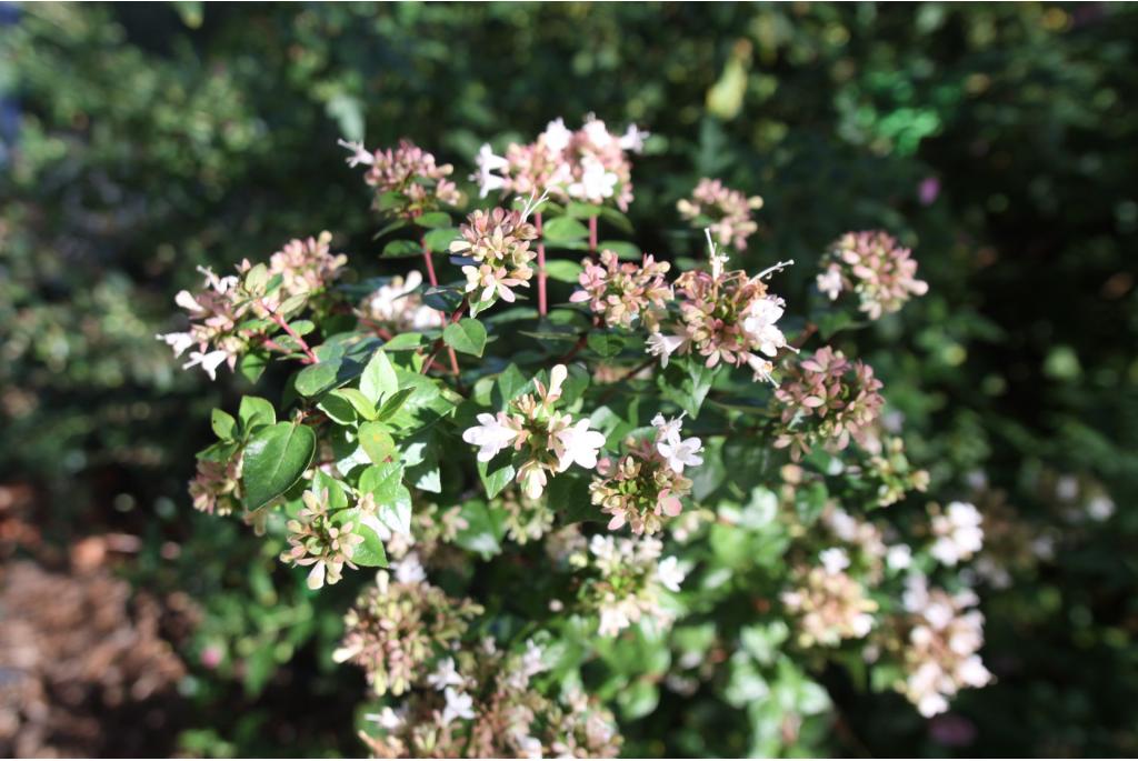 Glanzende abelia 'Prostrata'