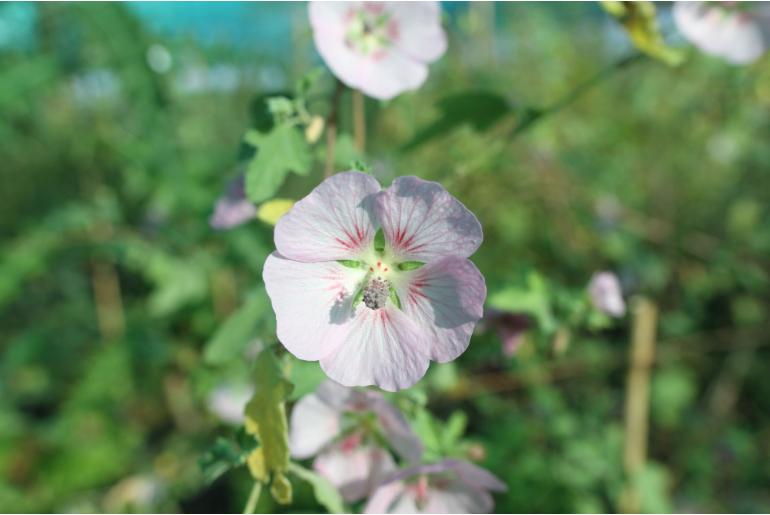 Anisodontea malvastroides -729