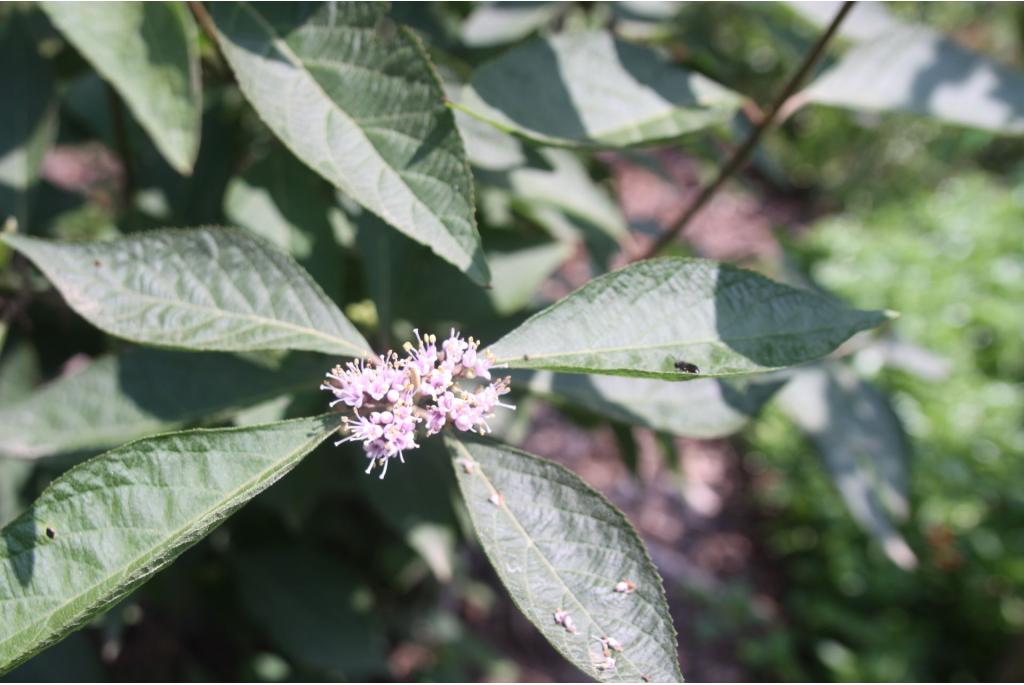 Schoonvrucht 'Giraldi Profusion'