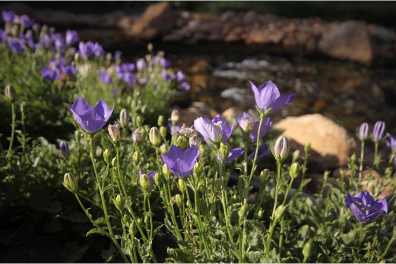 Campanula carpatica -751