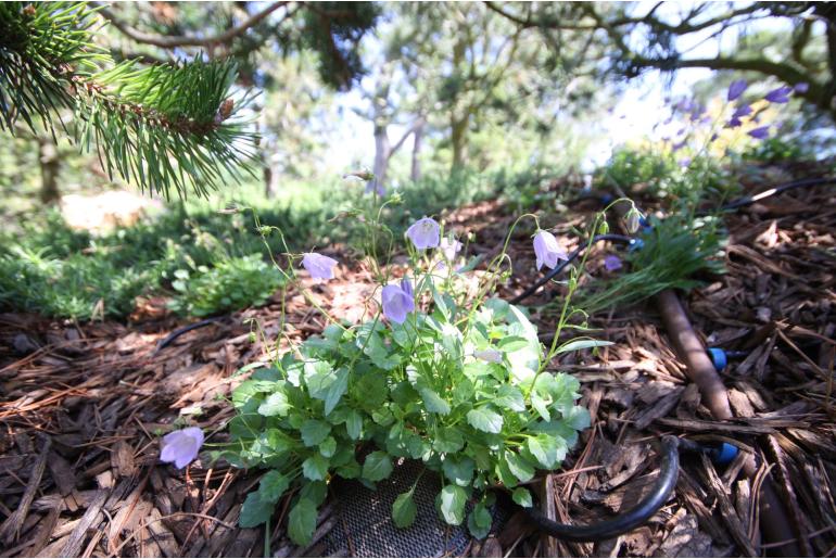 Campanula cochleariifolia -752