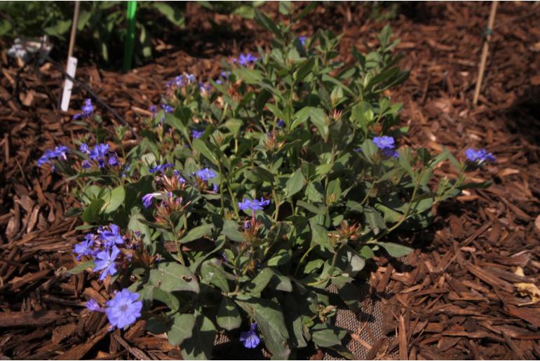 Ceratostigma willmottianum -761