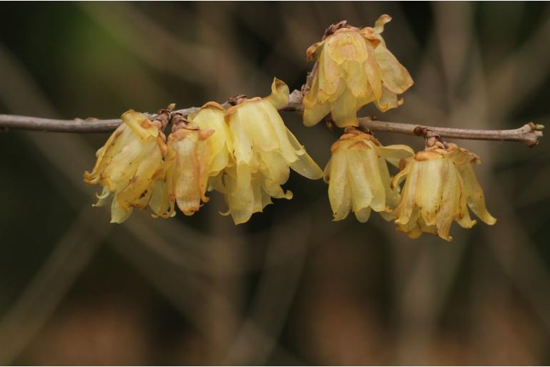 Chimonanthus praecox -763