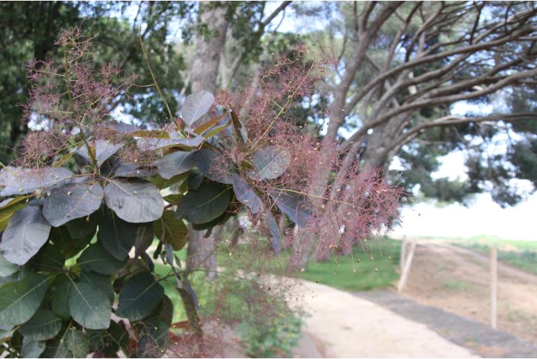 Cotinus coggygria 'Grace' -769