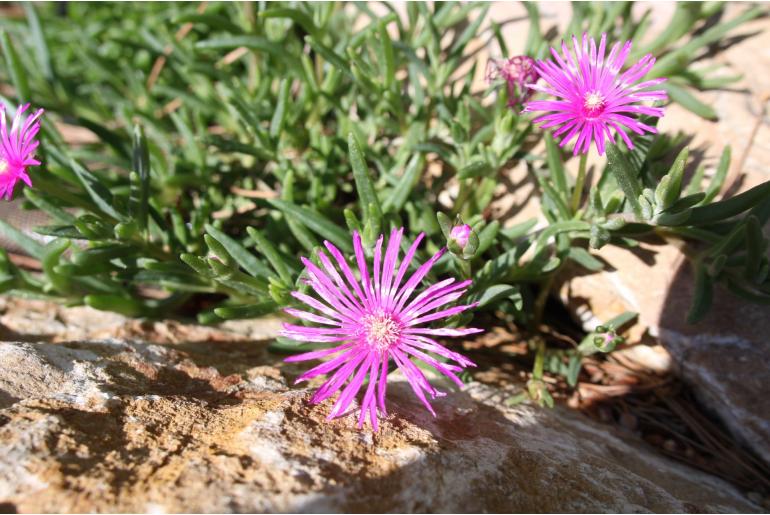 Delosperma cooperi -776