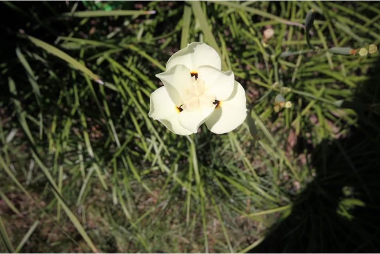 Dietes bicolor -782