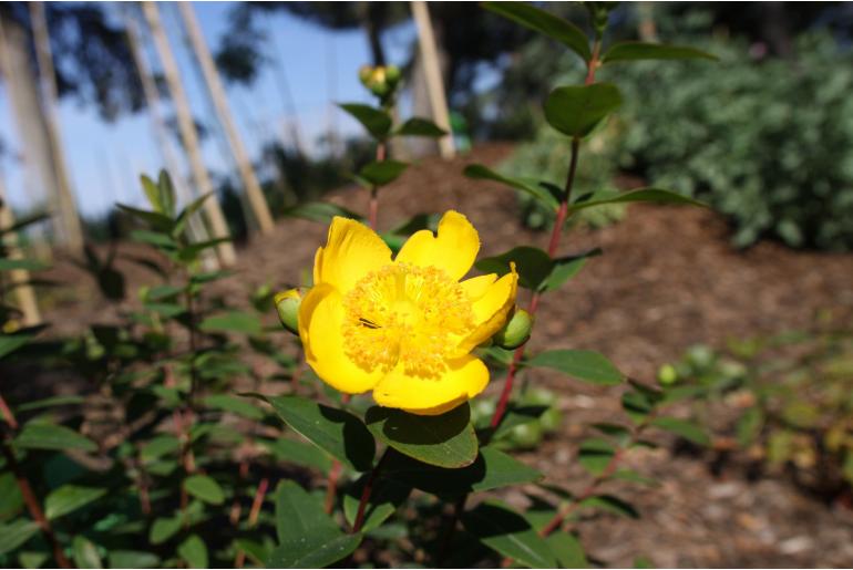 Hypericum x dummeri 'Peter Dummer' -804