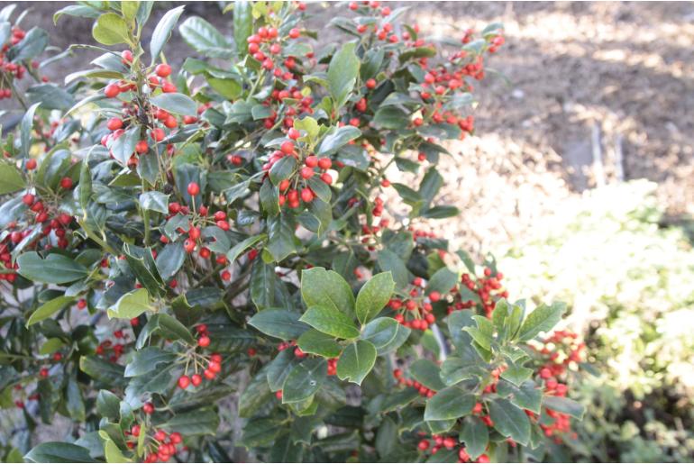 Ilex 'Nellie R Stevens' -807