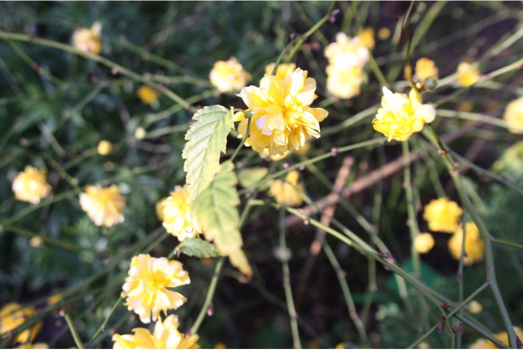 Ranonkelstruik 'Pleniflora'