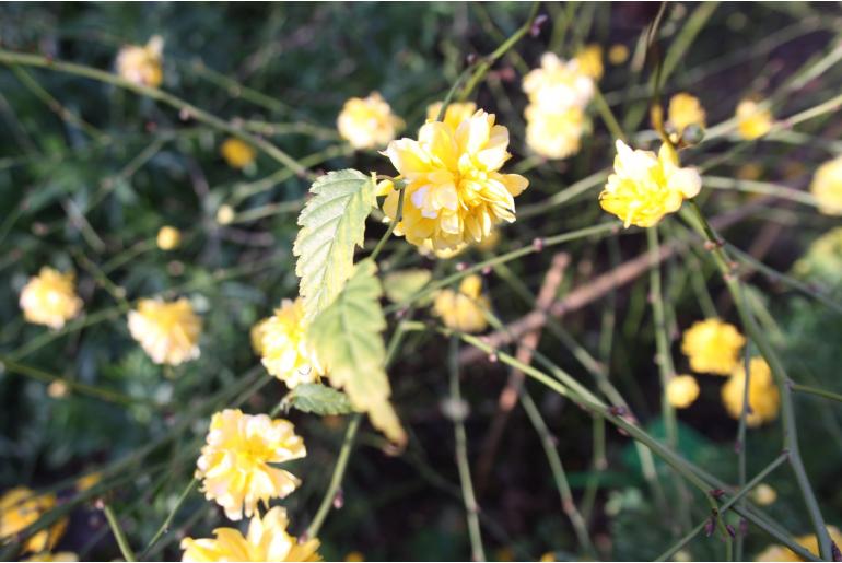 Kerria japonica 'Pleniflora' -808