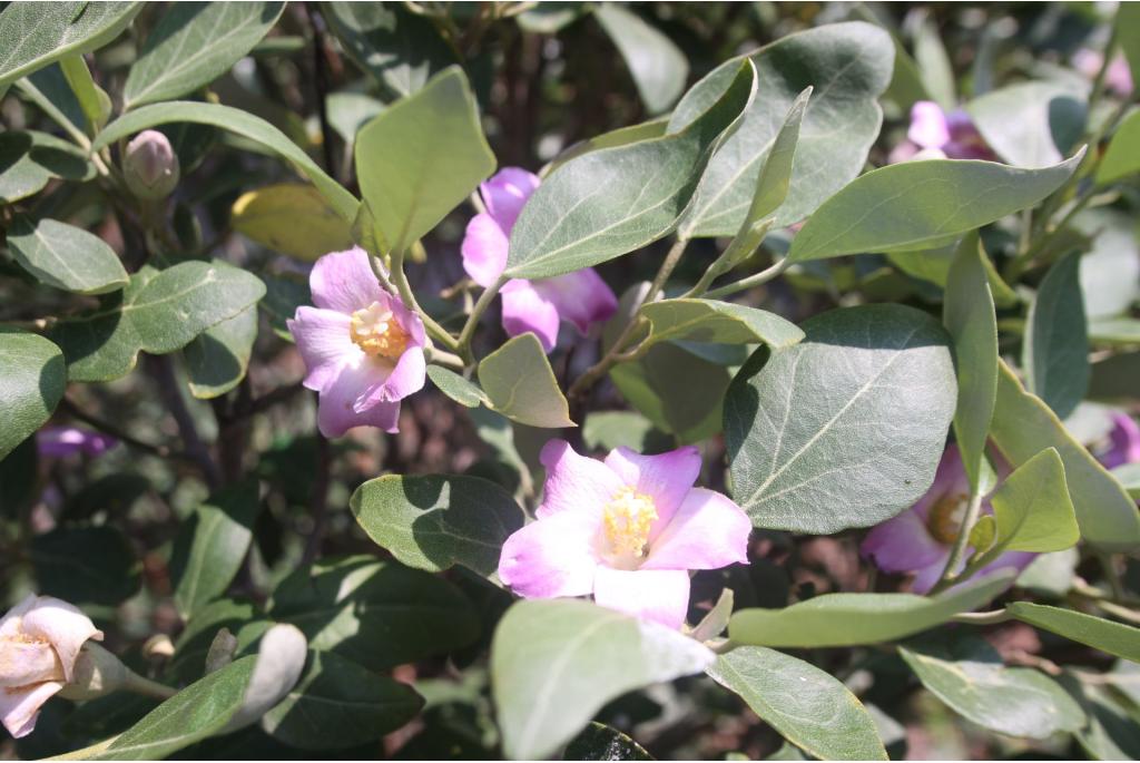 Norfolk eilanden hibiscus