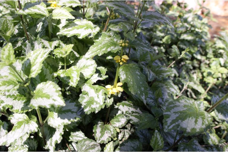 Lamium galeobdolon 'Florentinum' -812