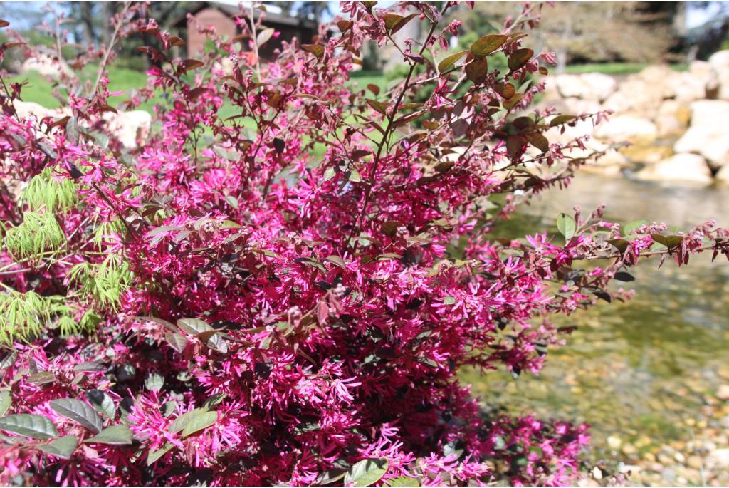 Chinese franjeboom 'Fire Dance'