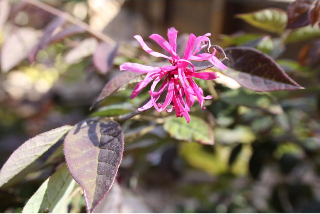 Chinese franjeboom 'Red Blush'