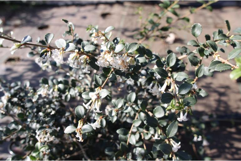 Osmanthus delavayi -829