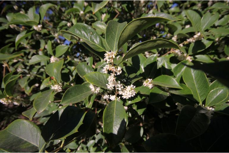 Osmanthus heterophyllus -831