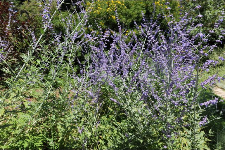 Salvia yangii 'Blue Spire' -835