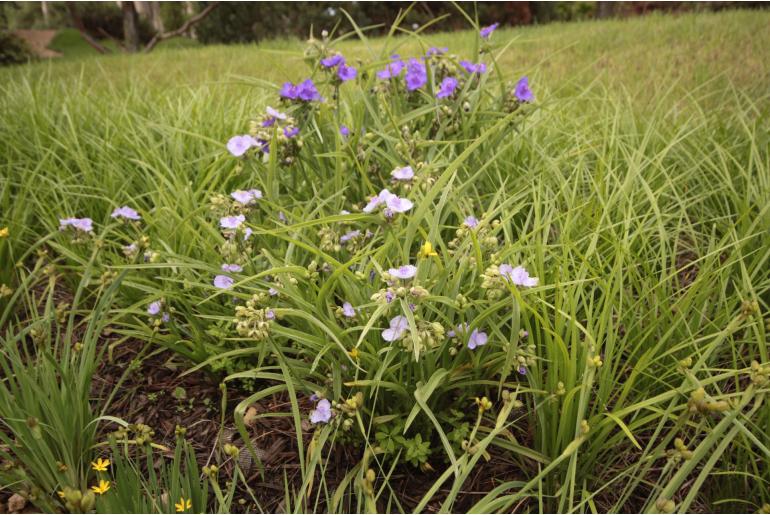 Tradescantia andersoniana 'Osprey' -859