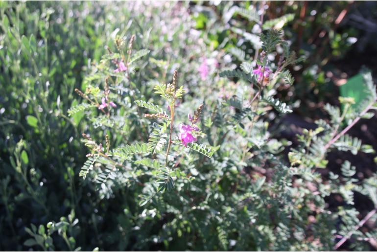 Indigofera heterantha -865