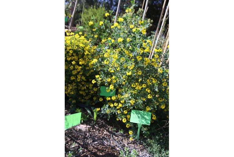 Coronilla valentina ssp glauca -873