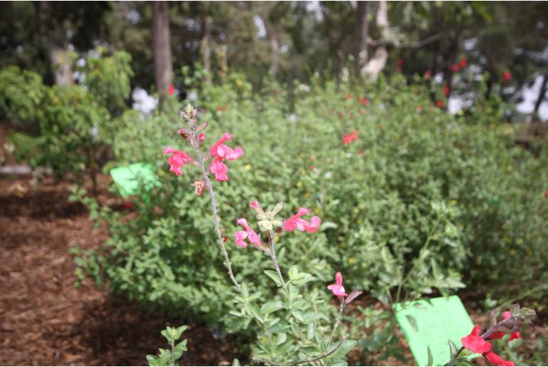 Salvia x jamensis 'Flamenn' -900