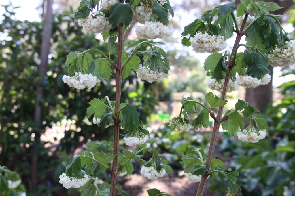 Gelderse roos 'Roseum'