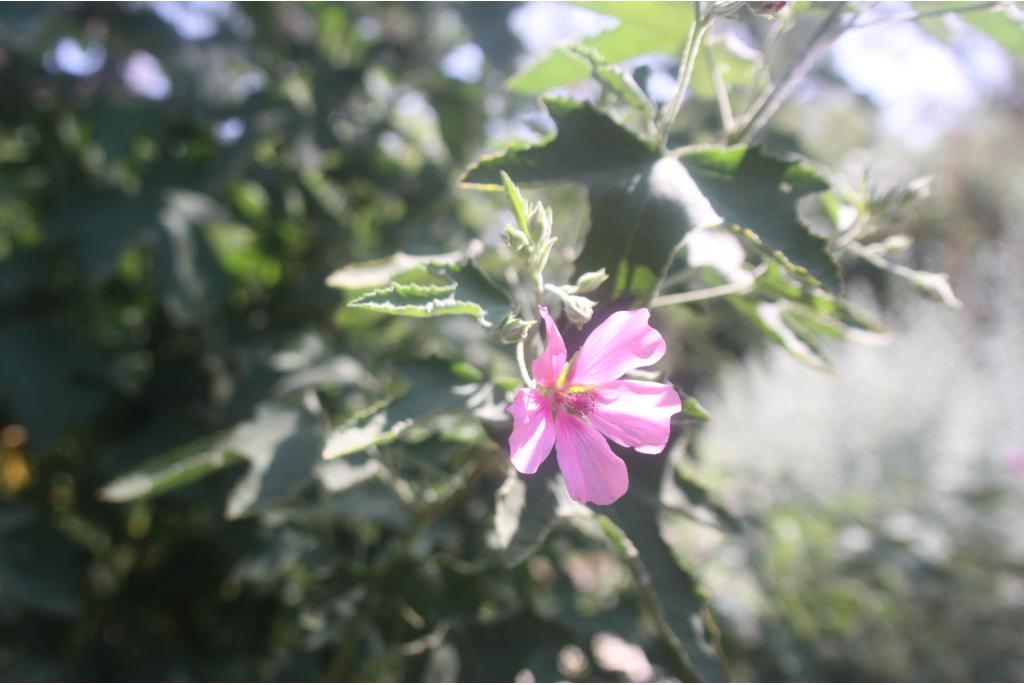 Afrikaanse malva