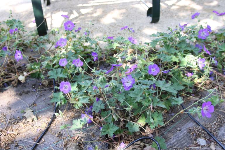 Geranium 'Rozanne' -946