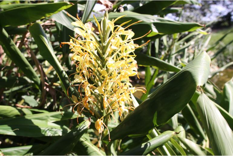 Hedychium gardnerianum -950