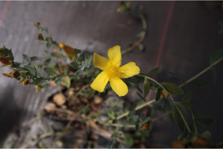 Hypericum polyphyllum -954