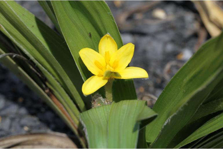 Hypoxis hemerocallidea -955