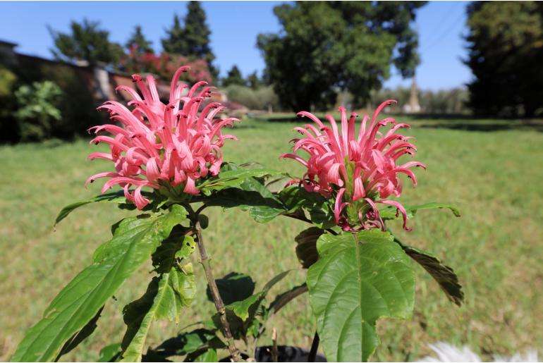 Justicia carnea -960