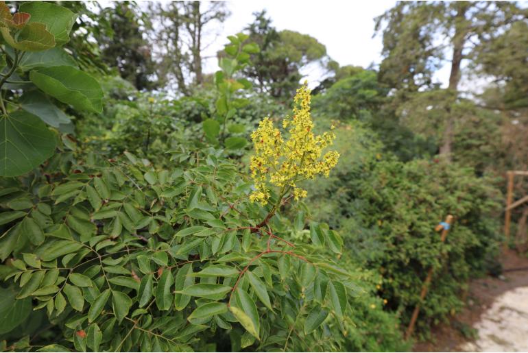 Koelreuteria bipinnata -965