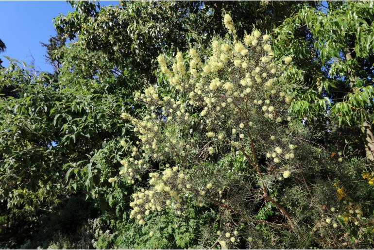 Melaleuca glomerata 'Desert Henry' -968