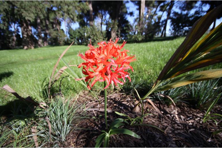 Nerine sarniensis -974